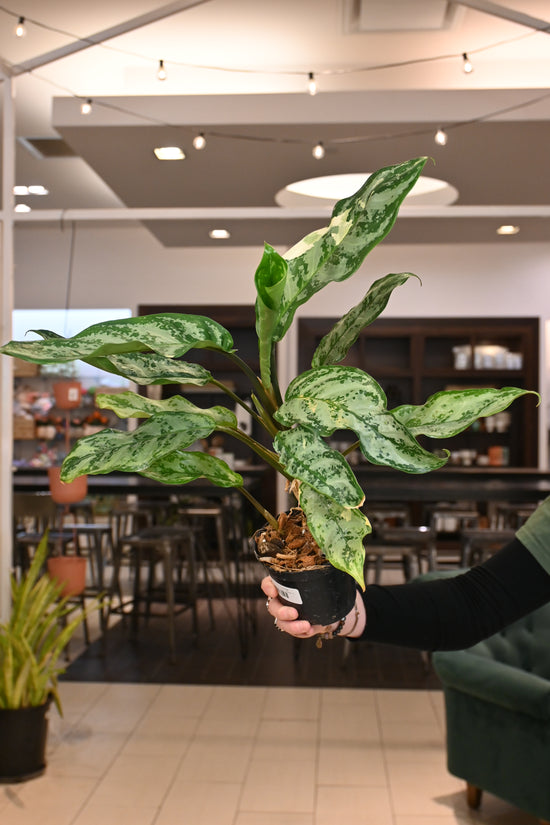 Aglaonema Commutatum Variegated