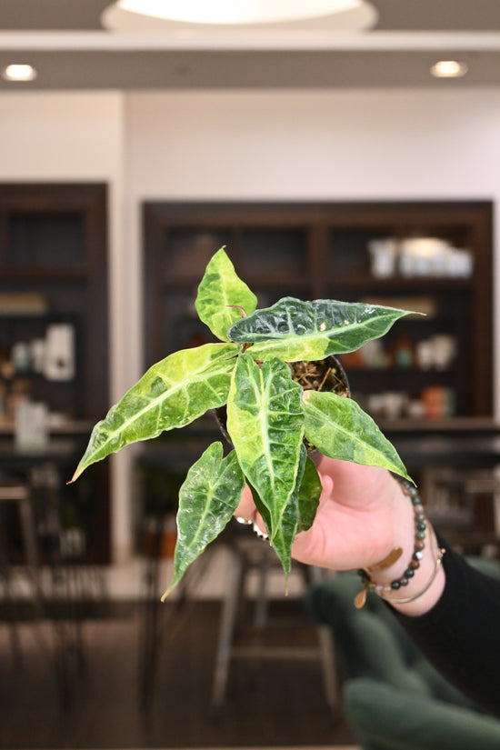 Alocasia Amazonica Polly Variegated