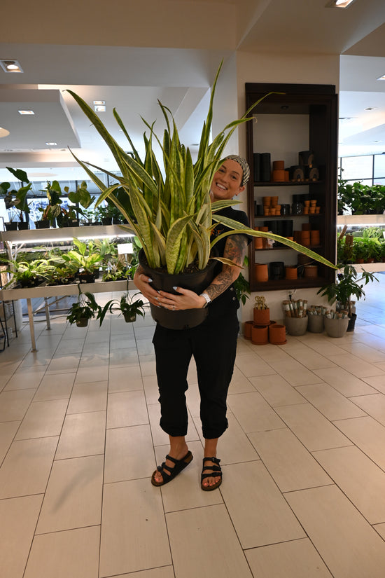 Sansevieria Laurentii