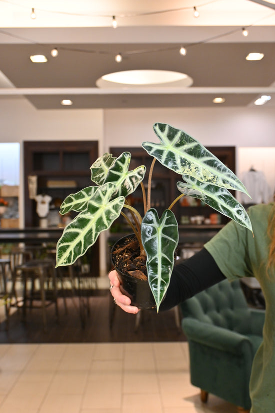 Alocasia Bambino Variegated