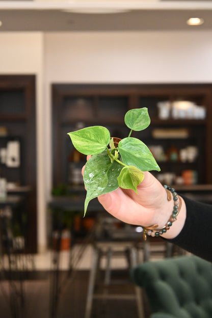 Philodendron Variegated Heartleaf