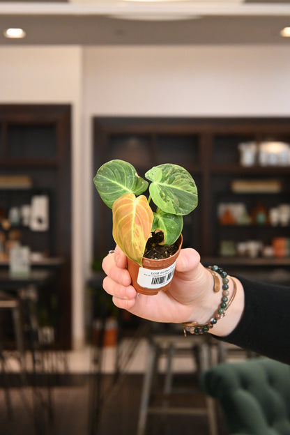 Philodendron Melanochrysum Variegated