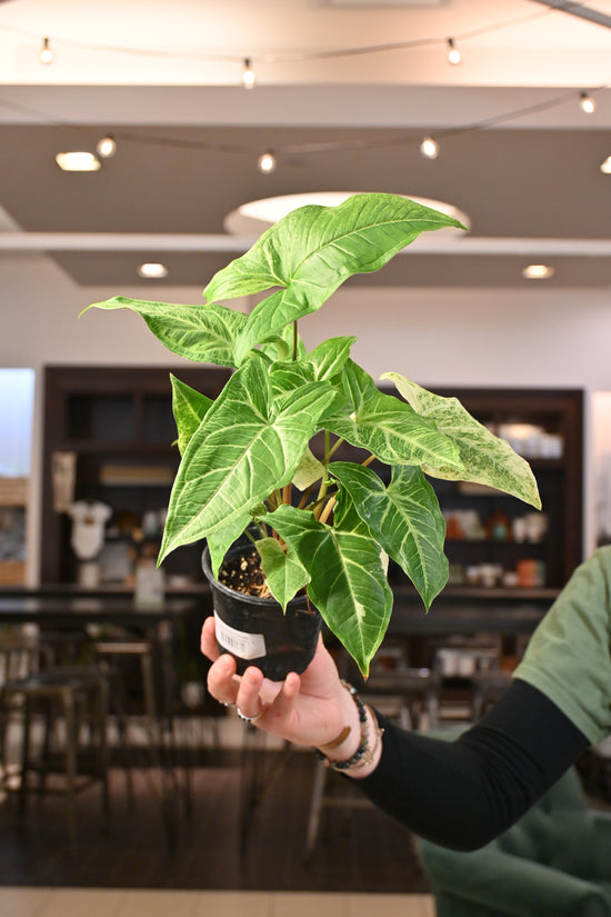 Syngonium Batik Variegated