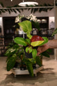 Philodendron Red Moon