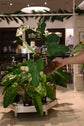Reverted Philodendron Bipennifolium Variegated