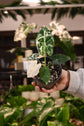 Alocasia Frydek Variegated