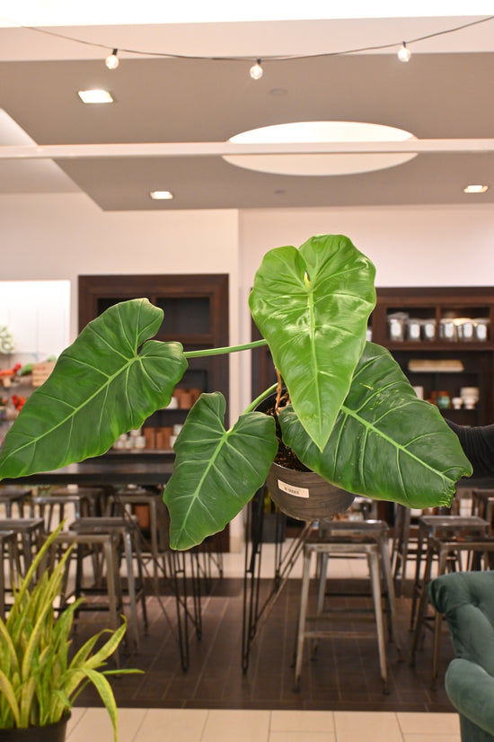 Philodendron Maximum