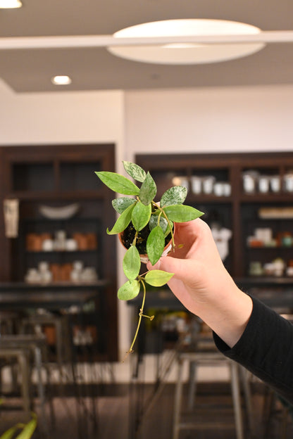 Hoya Lacunosa &