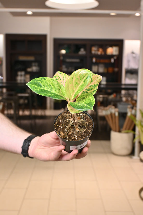 Aglaonema Pink Emerald