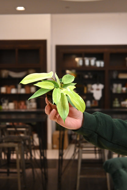 Philodendron Florida Ghost