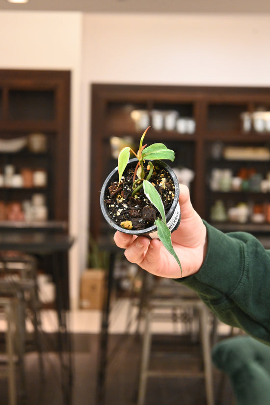 Philodendron Micans Variegated &