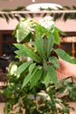 Hoya Pubicalyx