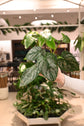 Philodendron Brandtianum