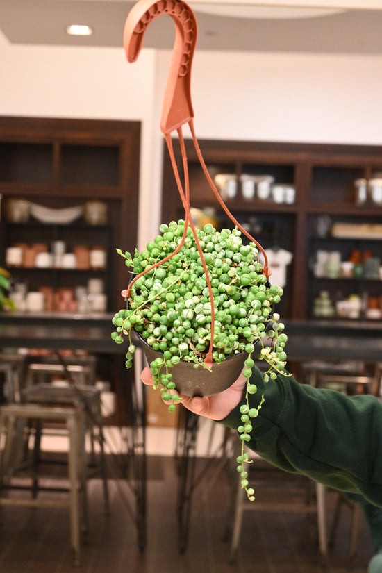 String of Pearls Variegated