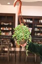 String of Pearls Variegated