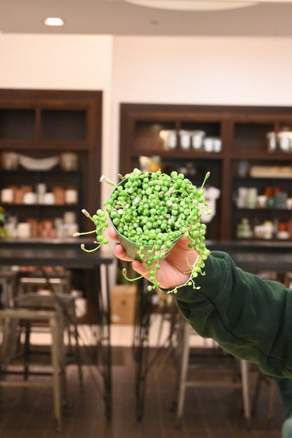 String of Pearls Variegated