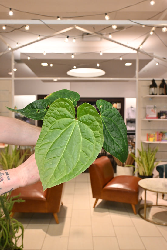 Anthurium Red Crystallinum X Luxurians