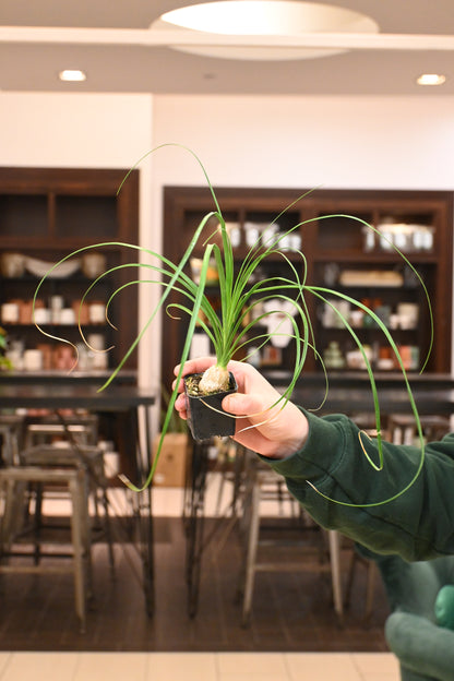 Ponytail Palm