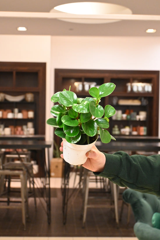 Peperomia Obtipan Green