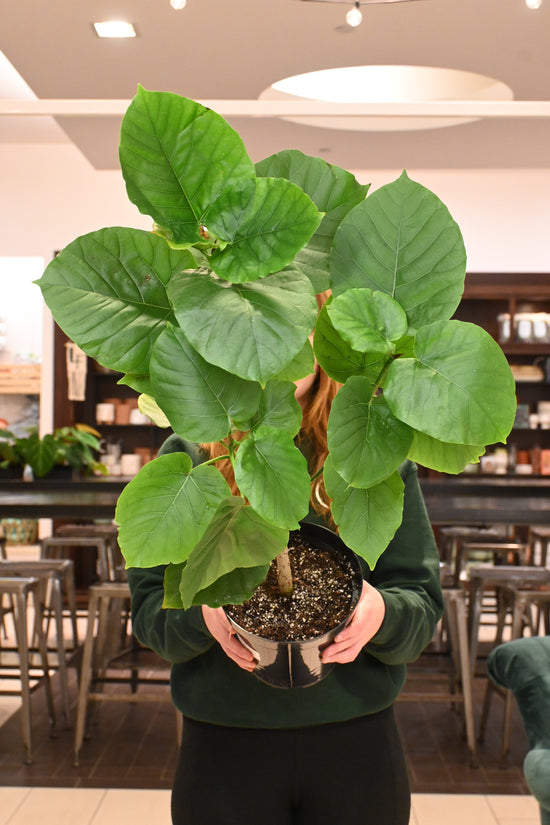 Ficus Umbellata