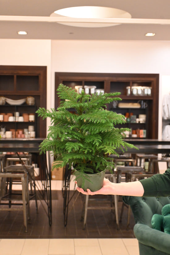 Norfolk Island Pine