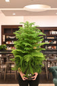 Norfolk Island Pine