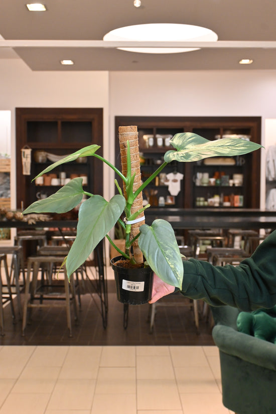 Reverted Philodendron Silver Sword Variegated