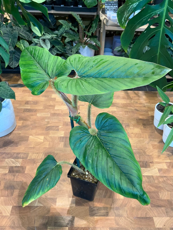 Philodendron Serpens