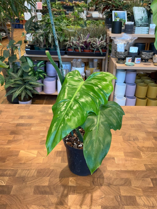 Reverted Philodendron Golden Dragon Variegated