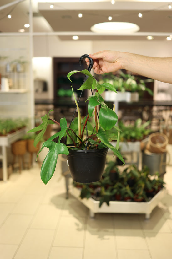 Philodendron Florida Green