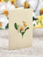 Mini Serenity Orchid (10 Pop-up Greeting Cards)