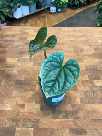 Anthurium Luxurians