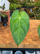 Anthurium Magnificum "Verde"