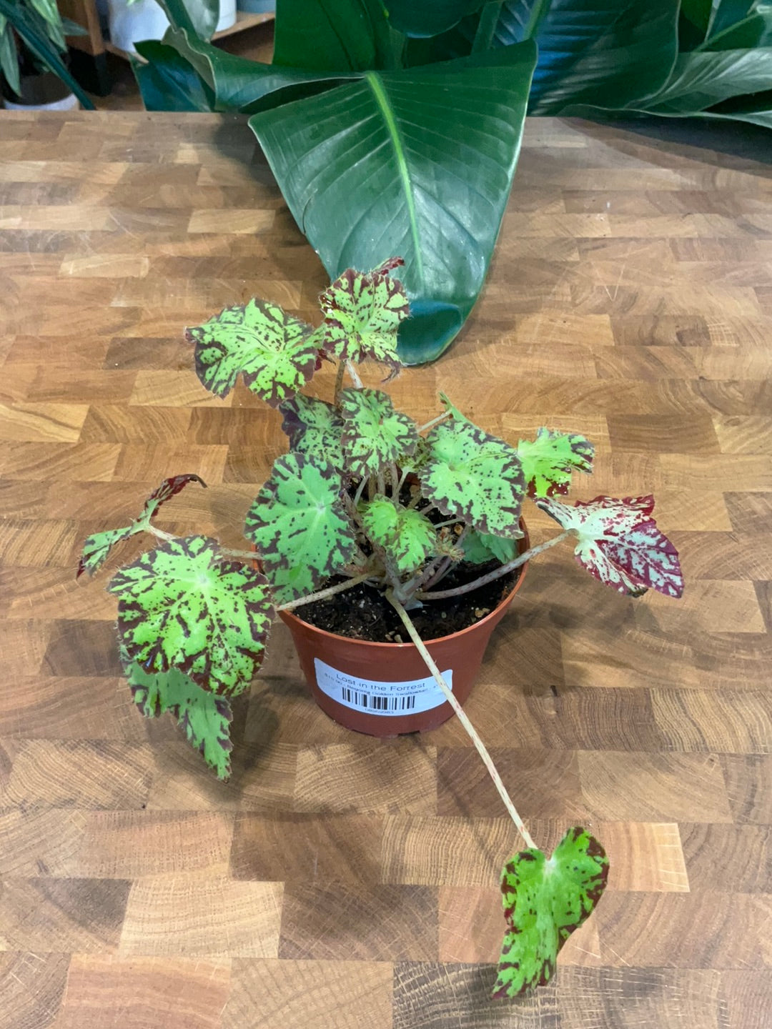 Begonia Golden Swallowtail – Lost in the Forrest