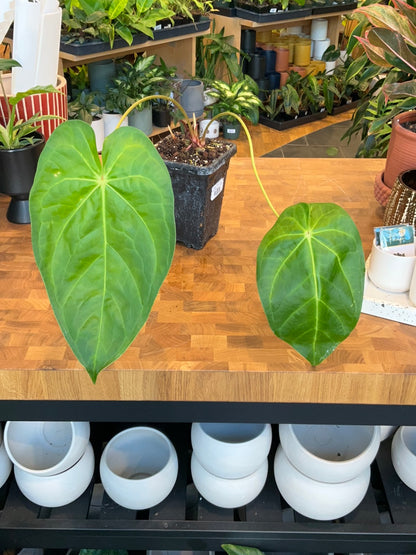 Anthurium Magnificum "Verde"