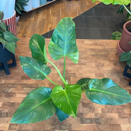 Reverted Philodendron Giganteum Variegated