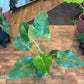Reverted Philodendron Giganteum Variegated