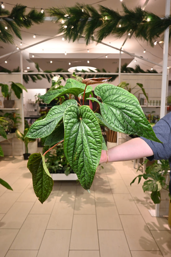 Anthurium Radicans x Luxurians