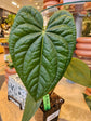 Anthurium Magnificum x Anthurium Luxurians