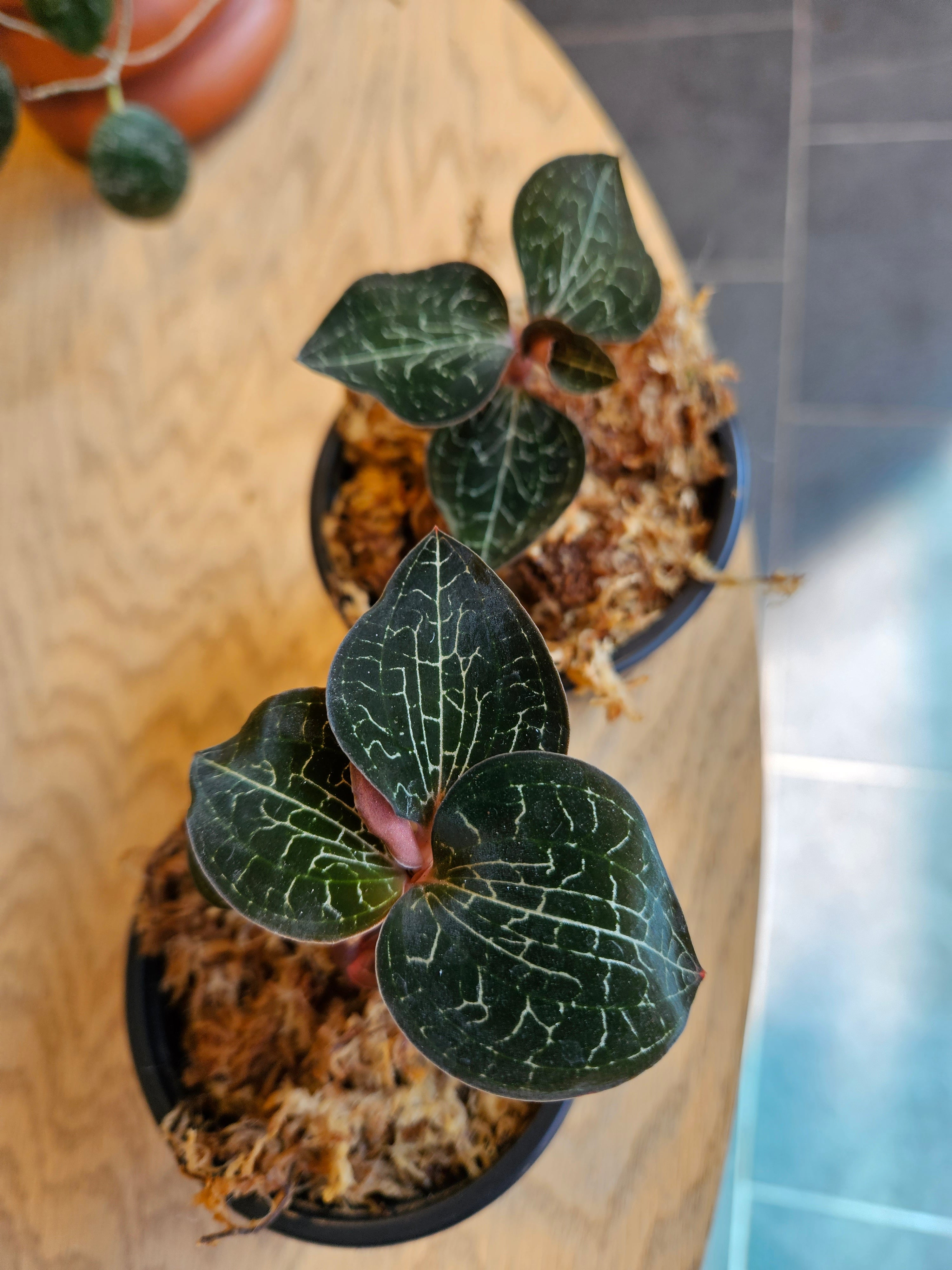 Jewel Orchid - Anoectochilus Formosanus – Lost in the Forrest