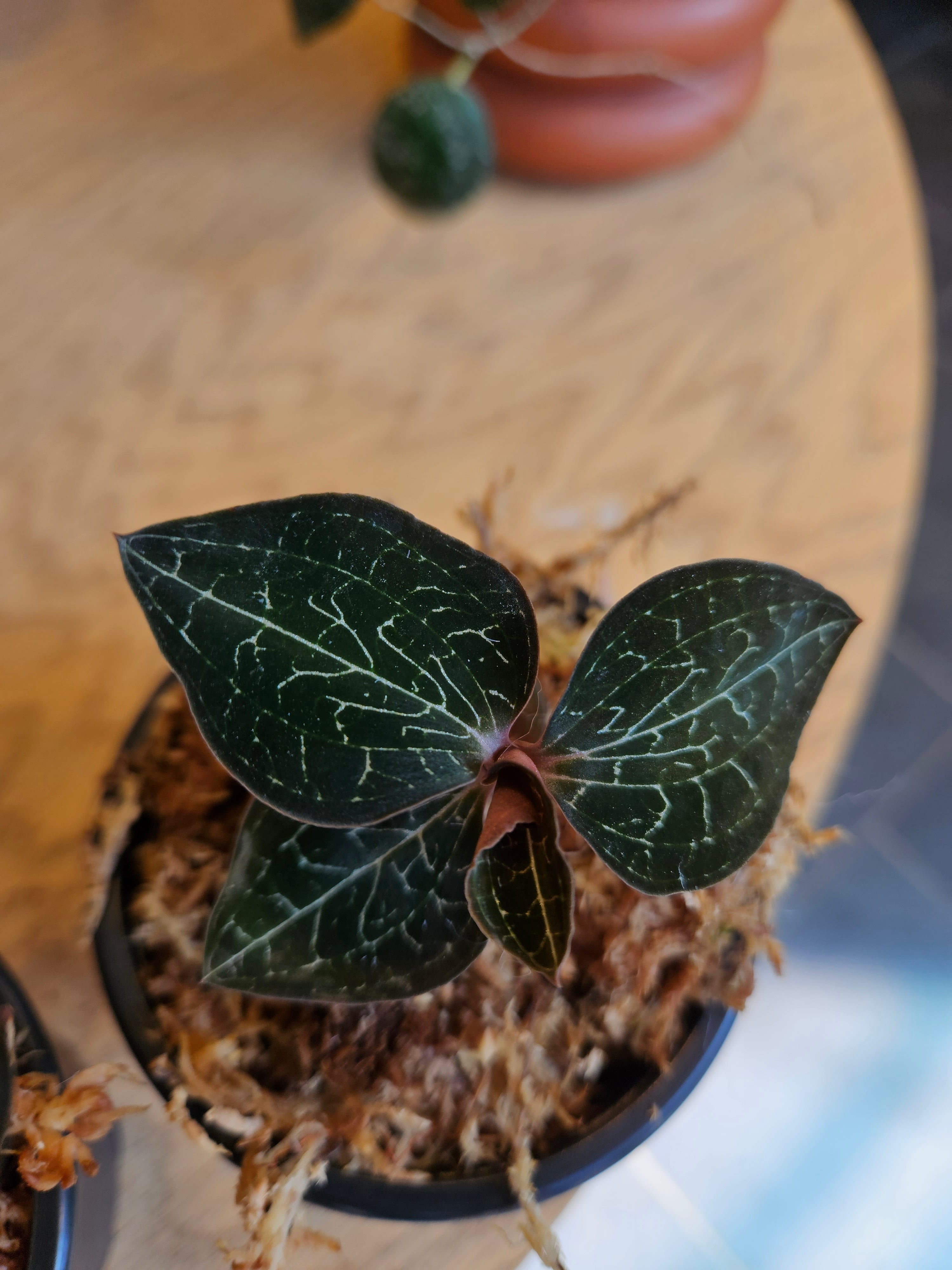 Jewel Orchid - Anoectochilus Formosanus – Lost in the Forrest