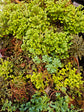 Selaginella Moss Assortment